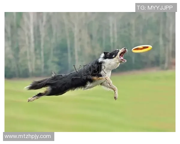 飞盘专题：深入解析深圳飞盘队的默契配合与战术运用